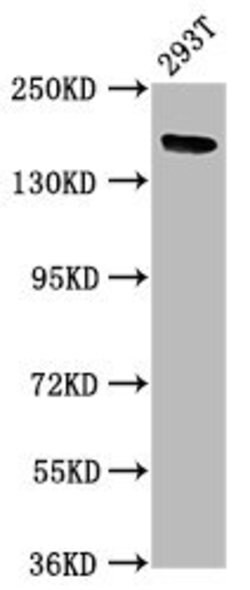 Invitrogen ITSN1 Polyclonal Antibody 100 &mu;g; Unconjugated:Antibodies,