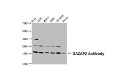 Invitrogen DAZAP2 Polyclonal Antibody 100 &mu;g | Buy Online | Invitrogen&trade; | Fisher Scientific
