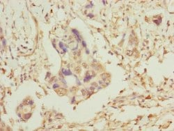 Invitrogen TOMM34 Polyclonal Antibody 100 &mu;L; Unconjugated:Antibodies,