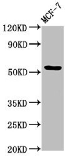 Invitrogen DOK7 Polyclonal Antibody 100 &mu;g; Unconjugated:Antibodies,