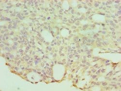 Invitrogen HYAL1 Polyclonal Antibody 100 &mu;L; Unconjugated:Antibodies,