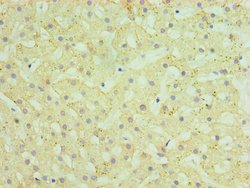 Invitrogen HYAL1 Polyclonal Antibody 100 &mu;L; Unconjugated:Antibodies,