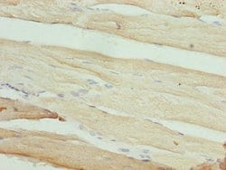MAB21L1 Polyclonal Antibody:Antibodies, Polyclonal