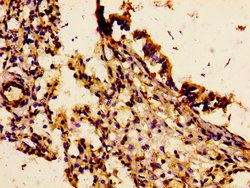 Invitrogen IL18R1 Polyclonal Antibody 100 &mu;g; Unconjugated:Antibodies,