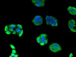 Invitrogen eIF3a Polyclonal Antibody 100 &mu;g; Unconjugated:Antibodies,