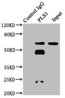 Invitrogen PLS1 Polyclonal Antibody 100 &mu;g; Unconjugated:Antibodies,