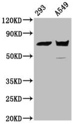 Invitrogen PLS1 Polyclonal Antibody 100 &mu;g; Unconjugated:Antibodies,