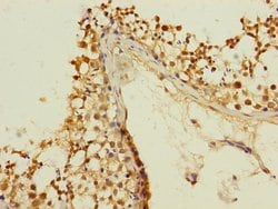 Invitrogen KIZUNA Polyclonal Antibody 100 &mu;L; Unconjugated:Antibodies,