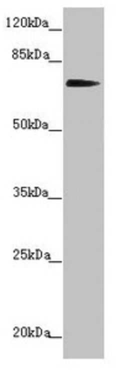 Invitrogen KIZUNA Polyclonal Antibody 100 &mu;L; Unconjugated:Antibodies,