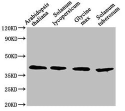 Invitrogen AOX1A Polyclonal Antibody 100 &mu;L; Unconjugated:Antibodies,