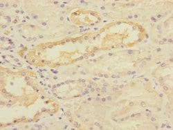 Invitrogen TIMM50 Polyclonal Antibody 100 &mu;L; Unconjugated:Antibodies,