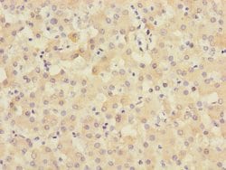 Invitrogen TIMM50 Polyclonal Antibody 100 &mu;L; Unconjugated:Antibodies,