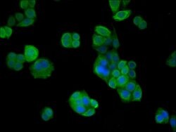 Invitrogen VPS26B Polyclonal Antibody 100 &mu;g; Unconjugated:Antibodies,