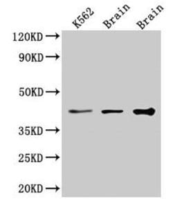 Invitrogen VPS26B Polyclonal Antibody 100 &mu;g; Unconjugated:Antibodies,