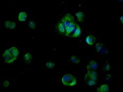 Invitrogen CDO Polyclonal Antibody 100 &mu;g; Unconjugated:Antibodies,