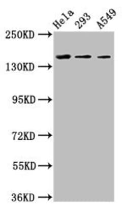 Invitrogen CDO Polyclonal Antibody 100 &mu;g; Unconjugated:Antibodies,