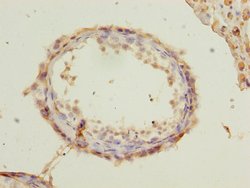 Invitrogen RUNDC3A Polyclonal Antibody 100 &mu;g; Unconjugated:Antibodies,