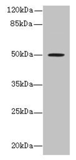 Invitrogen RUNDC3A Polyclonal Antibody 100 &mu;g; Unconjugated:Antibodies,
