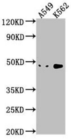 Invitrogen NKAPL Polyclonal Antibody 100 &mu;L; Unconjugated:Antibodies,
