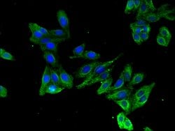 Invitrogen KRBOX4 Polyclonal Antibody 100 &mu;g; Unconjugated:Antibodies,