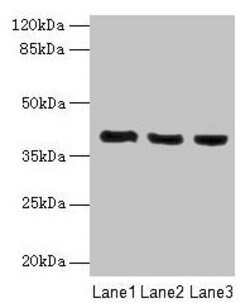 Invitrogen C9orf64 Polyclonal Antibody 100 &mu;g; Unconjugated:Antibodies,