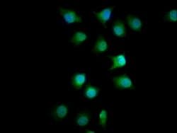 Invitrogen FMN1 Polyclonal Antibody 100 &mu;g; Unconjugated:Antibodies,