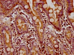 Invitrogen FMN1 Polyclonal Antibody 100 &mu;g; Unconjugated:Antibodies,