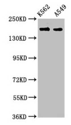 Invitrogen FMN1 Polyclonal Antibody 100 &mu;g; Unconjugated:Antibodies,