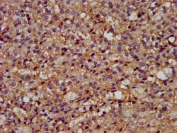 Invitrogen GPR177 Polyclonal Antibody 100 &mu;g; Unconjugated:Antibodies,