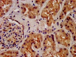 Invitrogen GPR177 Polyclonal Antibody 100 &mu;g; Unconjugated:Antibodies,