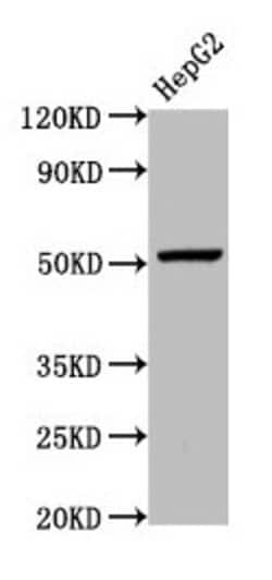 Invitrogen GPR177 Polyclonal Antibody 100 &mu;g; Unconjugated:Antibodies,
