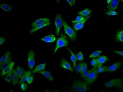 Invitrogen GPRC6A Polyclonal Antibody 100 &mu;L; Unconjugated:Antibodies,