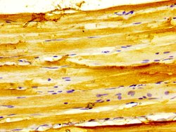 Invitrogen GPRC6A Polyclonal Antibody 100 &mu;L; Unconjugated:Antibodies,