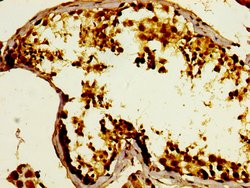 Invitrogen GPRC6A Polyclonal Antibody 100 &mu;L; Unconjugated:Antibodies,