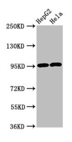 Invitrogen GPRC6A Polyclonal Antibody 100 &mu;L; Unconjugated:Antibodies,