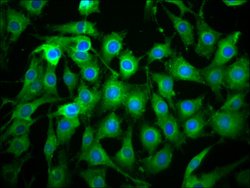Invitrogen ICB-1 Polyclonal Antibody 100 &mu;g; Unconjugated:Antibodies,