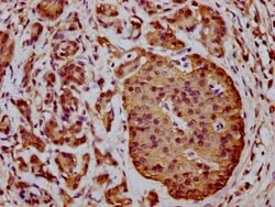 Invitrogen ICB-1 Polyclonal Antibody 100 &mu;g; Unconjugated:Antibodies,