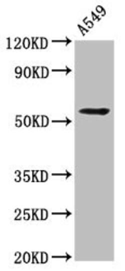 Invitrogen ICB-1 Polyclonal Antibody 100 &mu;g; Unconjugated:Antibodies,