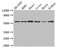 Invitrogen SLC16A9 Polyclonal Antibody 100 &mu;g; Unconjugated:Antibodies,