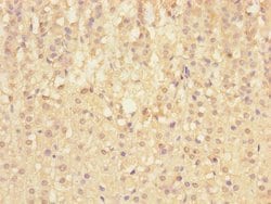 Invitrogen SIGIRR Polyclonal Antibody 100 &mu;L; Unconjugated:Antibodies,
