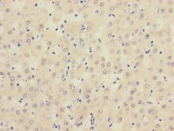 Invitrogen SIGIRR Polyclonal Antibody 100 &mu;L; Unconjugated:Antibodies,