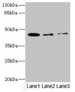 Invitrogen SIGIRR Polyclonal Antibody 100 &mu;L; Unconjugated:Antibodies,