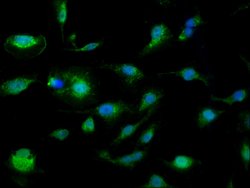 Invitrogen SLC25A24 Polyclonal Antibody 100 &mu;g; Unconjugated:Antibodies,