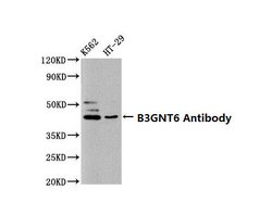 Invitrogen B3GNT6 Polyclonal Antibody 100 &mu;g; Unconjugated:Antibodies,
