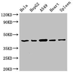 Invitrogen PCID1 Polyclonal Antibody 100 &mu;g | Buy Online | Invitrogen&trade; | Fisher Scientific