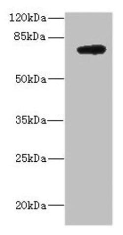 Invitrogen AspRS Polyclonal Antibody 100 &mu;g; Unconjugated:Antibodies,