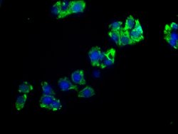 Invitrogen ENPP7 Polyclonal Antibody 100 &mu;L; Unconjugated:Antibodies,