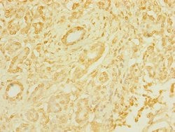 Invitrogen TAS1R3 Polyclonal Antibody 100 &mu;L; Unconjugated:Antibodies,