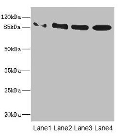 Invitrogen TAS1R3 Polyclonal Antibody 100 &mu;L; Unconjugated:Antibodies,