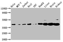 Invitrogen PNCK Polyclonal Antibody 100 &mu;g; Unconjugated:Antibodies,